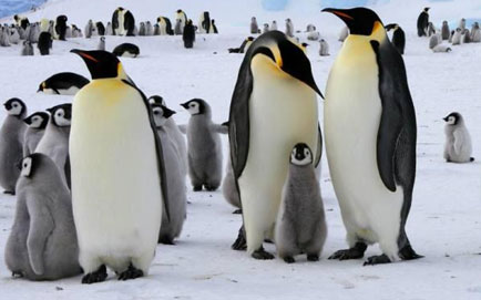 روز جهانی پنگوئن ها
